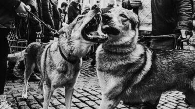 Canine Diplomacy: How Dogs Are Bridging International Relations in 2026