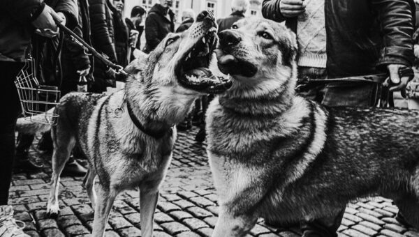 Canine Diplomacy: How Dogs Are Bridging International Relations in 2026