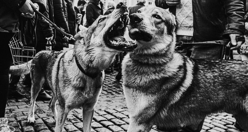 Canine Diplomacy: How Dogs Are Bridging International Relations in 2026