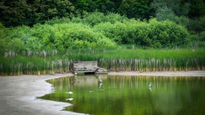 The Rise of Urban Wildlife Sanctuaries: How Cities Are Embracing Biodiversity in 2026