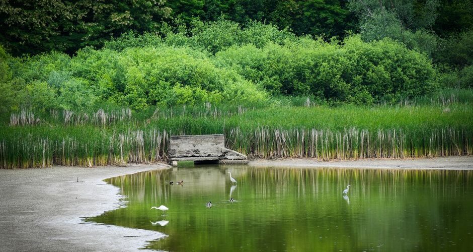 The Rise of Urban Wildlife Sanctuaries: How Cities Are Embracing Biodiversity in 2026